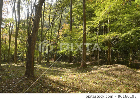 Scenery of Meissen Forest in Arita, Saga Prefecture Scenery of Meissen Forest in Arita, Saga Prefecture 96166195