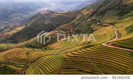 Rice fields on terraced prepare the harvest at Northwest Vietnam. 96166208