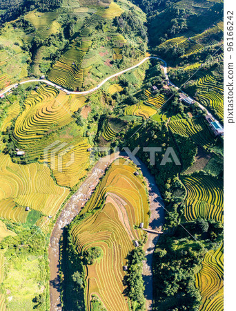 Rice fields on terraced prepare the harvest at Northwest Vietnam. 96166242
