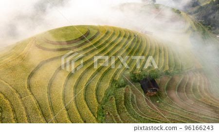 Rice fields on terraced prepare the harvest at Northwest Vietnam. Rice fields on terraced prepare the harvest at Northwest Vietnam. 96166243