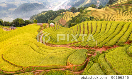 Rice fields on terraced prepare the harvest at Northwest Vietnam. 96166246