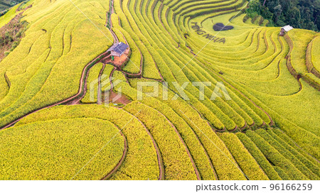 Rice fields on terraced prepare the harvest at Northwest Vietnam. Rice fields on terraced prepare the harvest at Northwest Vietnam. 96166259