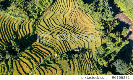Rice fields on terraced prepare the harvest at Northwest Vietnam. Rice fields on terraced prepare the harvest at Northwest Vietnam. 96166281