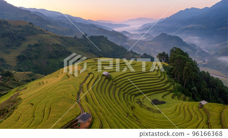 Rice fields on terraced prepare the harvest at Northwest Vietnam. 96166368