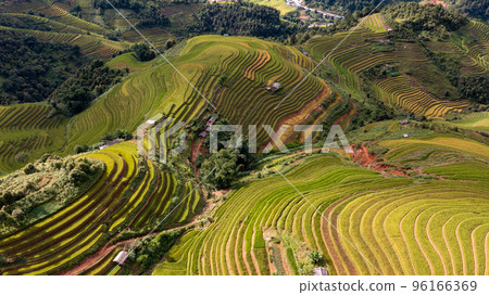 Rice fields on terraced prepare the harvest at Northwest Vietnam. 96166369