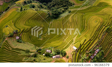 Rice fields on terraced prepare the harvest at Northwest Vietnam. 96166379