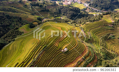 Rice fields on terraced prepare the harvest at Northwest Vietnam. 96166381