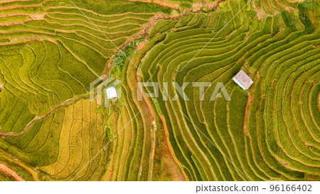 Rice fields on terraced prepare the harvest at Northwest Vietnam. 96166402
