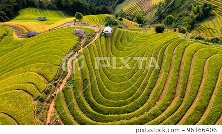Rice fields on terraced prepare the harvest at Northwest Vietnam. Rice fields on terraced prepare the harvest at Northwest Vietnam. 96166406