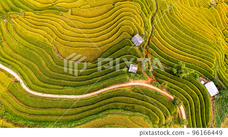 Rice fields on terraced prepare the harvest at Northwest Vietnam. 96166449