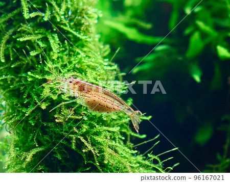 Amano shrimp (Caridina Multidentata) sits on the java moss in aquarium aquascape. Close-up shot. Amano shrimp (Caridina Multidentata) sits on the java moss in aquarium aquascape. Close-up shot. 96167021