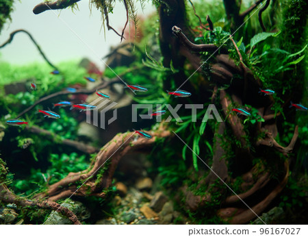 A school of blue neon tetra fish inside beautiful freshwater aquascape with live aquarium plants, Frodo stones, redmoor roots covered by java moss. A school of blue neon tetra fish inside beautiful freshwater aquascape with live aquarium plants, Frodo stones, redmoor roots covered by java moss. 96167027