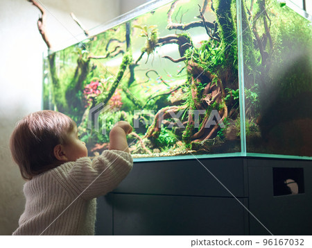 A small cute baby touches the glass of the beautiful freshwater aquascape with live aquarium plants, Frodo stones, redmoor roots covered by java moss. A small cute baby touches the glass of the beautiful freshwater aquascape with live aquarium plants, Frodo stones, redmoor roots covered by java moss. 96167032