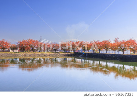 櫻花和紅葉盛開的葛城白甲田池 96167325