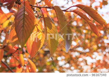 櫻花和紅葉盛開的葛城白甲田池 96167340