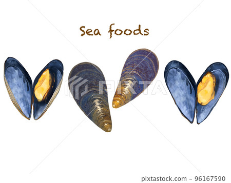 Seafood mussel illustration hand drawn set material 96167590