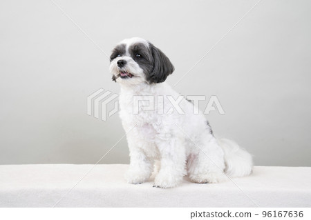 Mixed dog (Sheepoo) sitting and smiling 96167636