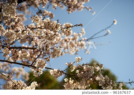 櫻花，枝頭，春天，好天氣，風景，背景，藍天 96167637