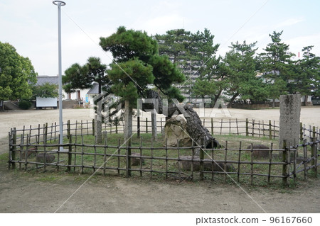 Happo Nirami Pine in Fukuyama Castle Park Happo Nirami Pine in Fukuyama Castle Park 96167660