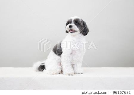 混合狗 (Sheepoo) 坐著微笑 96167681