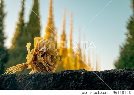 Ginkgo bunches 96168108