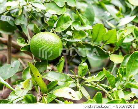 還是看起來很酸的綠色橘子 96168208