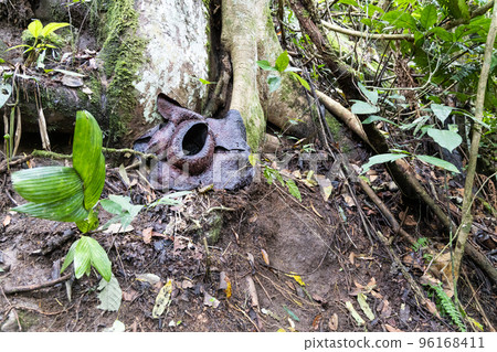 Wilted Rafflesia flower that turned black after blooming for one week. It is the largest flowers in the world Wilted Rafflesia flower that turned black after blooming for one week. It is the largest flowers in the world 96168411