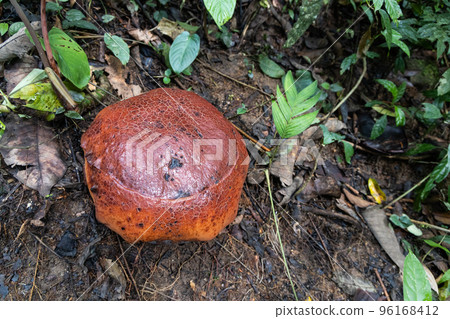 The buds of Rafflesia rise from the ground or directly from the lower stems of their host plants. It has the largest flowers in the world. The buds of Rafflesia rise from the ground or directly from the lower stems of their host plants. It has the largest flowers in the world. 96168412