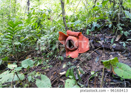 Rafflesia is a genus of parasitic flowering plants in the family Rafflesiaceae. It is the largest flowers in the world 96168413