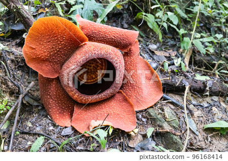 Rafflesia is a genus of parasitic flowering plants in the family Rafflesiaceae. It is the largest flowers in the world Rafflesia is a genus of parasitic flowering plants in the family Rafflesiaceae. It is the largest flowers in the world 96168414