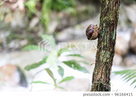 The buds of Rafflesia rise directly from the lower stems of their host plants. It has the largest flowers in the world. The buds of Rafflesia rise directly from the lower stems of their host plants. It has the largest flowers in the world. 96168415