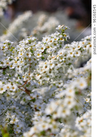 pure white snow willow flower 96168545