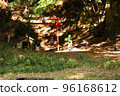 Torii and shrine in the mountains 96168612