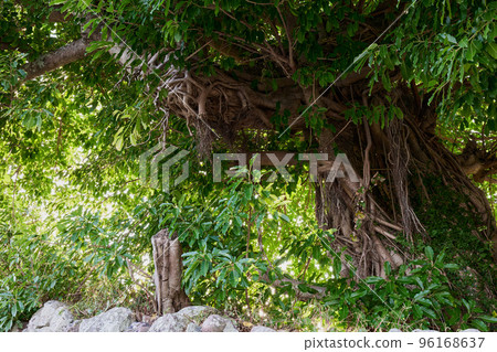 Ako tree (strangler tree) 96168637