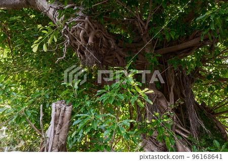 赤穗樹（扼殺樹） 96168641