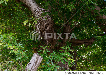 赤穗樹(扼殺樹) 赤穗樹(扼殺樹) 96168642