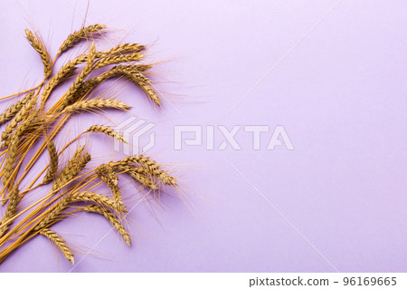 Sheaf of wheat ears close up and seeds on colored background. Natural cereal plant, harvest time concept. Top view, flat lay with copy space. world wheat crisis 96169665