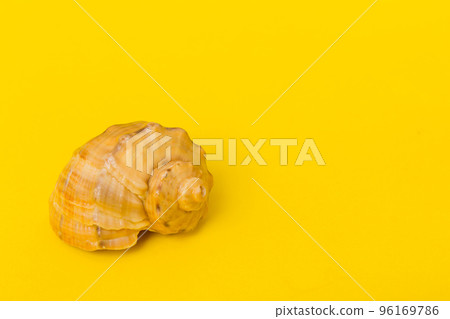 Beach seashells on colored background. Mock up with copy space Beach seashells on colored background. Mock up with copy space 96169786