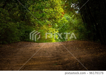 Green foliage with forestal path angle shot Green foliage with forestal path angle shot 96170178