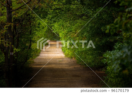 Green foliage with forestal path angle shot 96170179