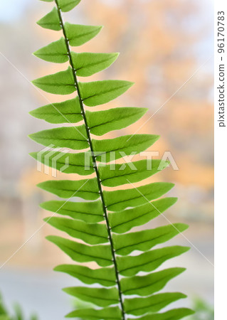 A green fern branch with leaves on the background of the window. Beautiful green leaves on the plant. A green fern branch with leaves on the background of the window. Beautiful green leaves on the plant. 96170783