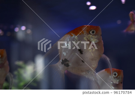 Beautiful aquarium fish Scalars in clear water with algae. A genus of fish in the Cichlid family. Aquarium fish at home. Beautiful aquarium fish Scalars in clear water with algae. A genus of fish in the Cichlid family. Aquarium fish at home. 96170784