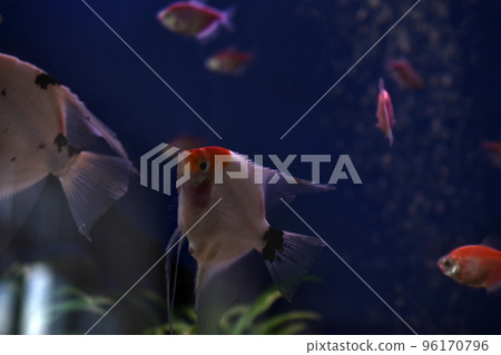 Beautiful aquarium fish Scalars in clear water with algae. A genus of fish in the Cichlid family. Aquarium fish at home. Beautiful aquarium fish Scalars in clear water with algae. A genus of fish in the Cichlid family. Aquarium fish at home. 96170796