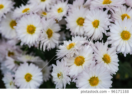 Autumnal chrysanthemum flower in the garden Autumnal chrysanthemum flower in the garden 96171188