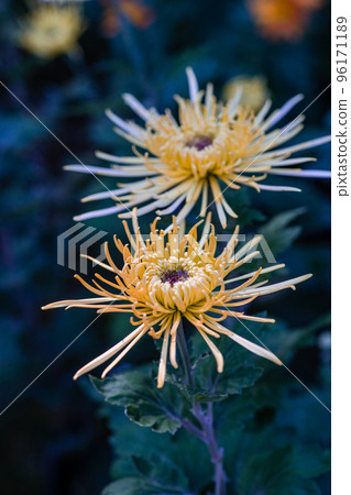 Yellow Chrysanthemum flowers in the garde4n Yellow Chrysanthemum flowers in the garde4n 96171189