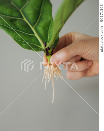 Rooted cutting of fiddle leaf fig or ficus lyrata 96171598