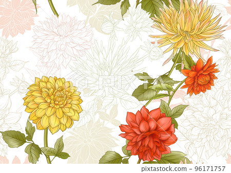 Dahlias flowers, outline Vector illustration.  96171757