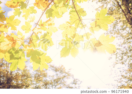 Bright background of colored leaves in autumn. Green, yellow and orange color Bright background of colored leaves in autumn. Green, yellow and orange color 96171940