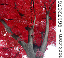 楓樹, 樹, 廠, 秋季, 性質 96172076