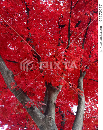 maple, tree, plant, autumn, nature 96172077